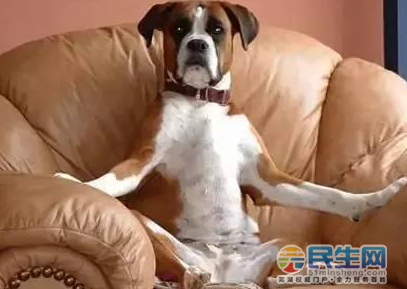 芜湖爱狗人士!你家里的狗成精了吗?