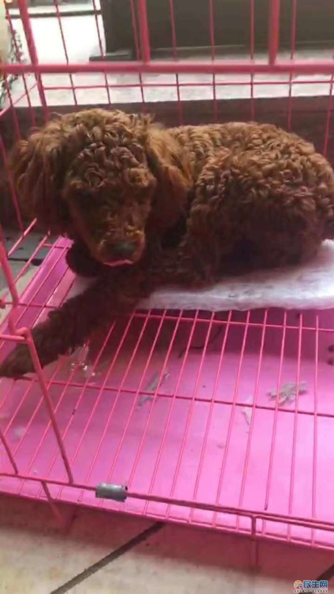 品种:棕色泰迪,断尾,短毛